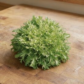 Tres Fine Maraichere Olesh, Chicory Seeds